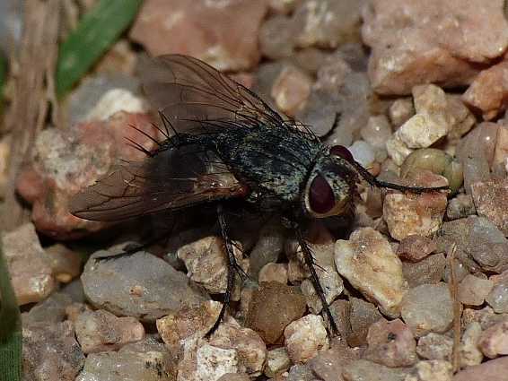 Dittero parassitoide: forse, Microphthalma europaea